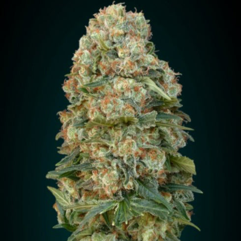 Advanced Seeds - White Kush